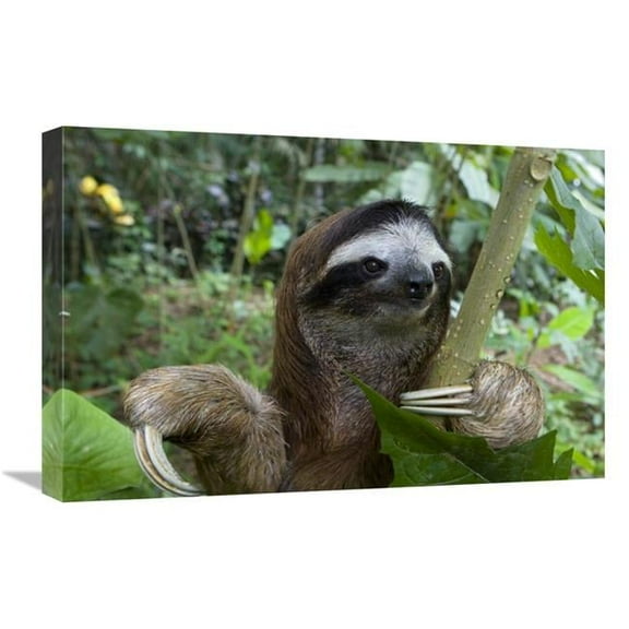 16 x 24 in. Brown-Throated Three-Toed Sloth Male, Aviarios Sloth Sanctuary, Costa Rica Art Print - Suzi Eszterhas