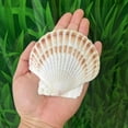 thumbnail image 3 of 1-12 PCS Natural Sea Shell Large White, 6-16cm Scallop Shells for DIY Craft, Serving Food, Baking and More, 3 of 6