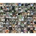 thumbnail image 2 of CafePress - Cat Shelter Jessica's Cats Throw Blanket - Soft Fleece Throw Blanket, 50"x60" for All Ages, 2 of 2