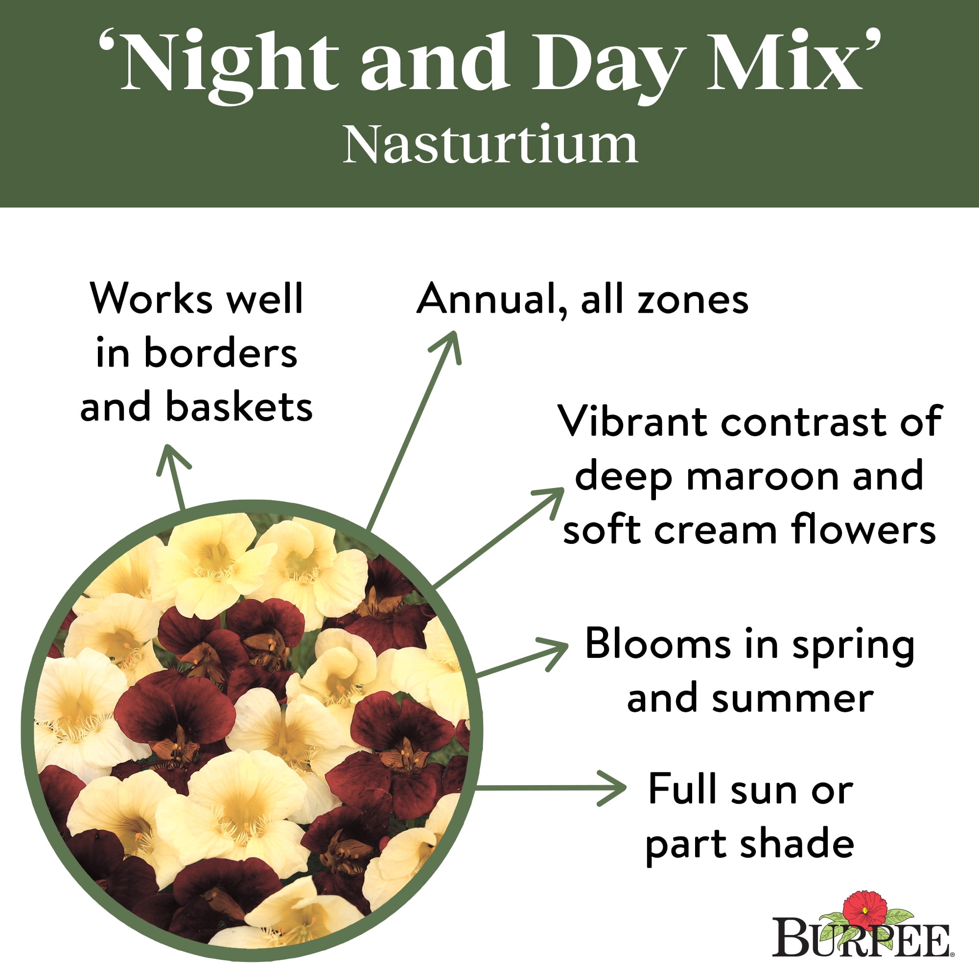 Burpee Night and Day Mix Nasturtium Flower Seed, 1-Pack