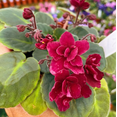 thumbnail image 3 of Violets Red Plant Live for Planting, African Violet Flowers, Red Blooming Violet for Indoor Outdoor Houseplants, 3-5 Inch Tall, 4 Inch Pot, 3 of 5