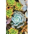 thumbnail image 4 of Ceaco Succulents 300 Piece Interlocking Jigsaw Puzzle, 4 of 8