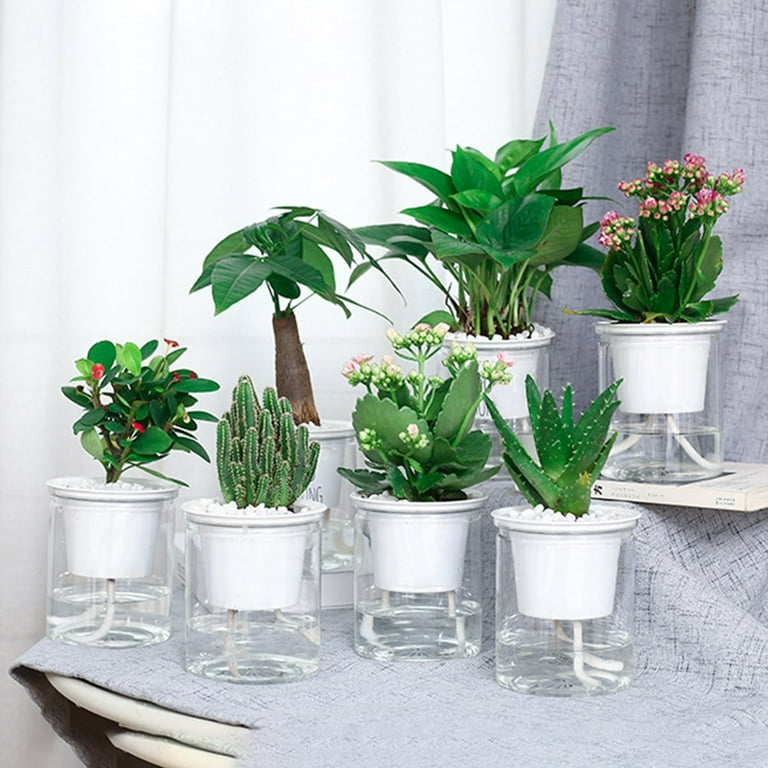 Pot de fleurs transparent à arrosage automatique, plantes hydroponiques  succulentes, mini jardinière, pots de fleurs brittop, décor de bonsaï pour  la maison