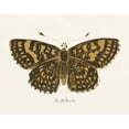 thumbnail image 2 of Wild Apple Portfolio 14x12 White Modern Wood Framed Museum Art Print Titled - Antique Butterfly II, 2 of 4