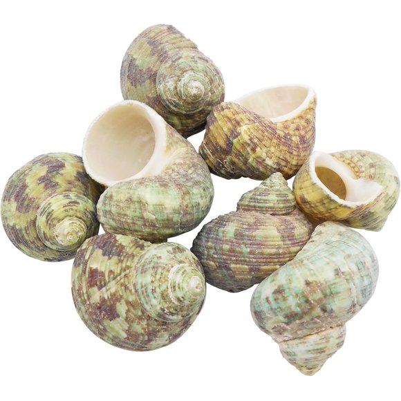 GraceAngie 10 PCS Natural Starfish Sea Shells Hermit Crab Shells Medium to Large Growth Turbo Seashells for DIY Craft Home Decor Vase Fillers Making (Snail, 1-2 inches)