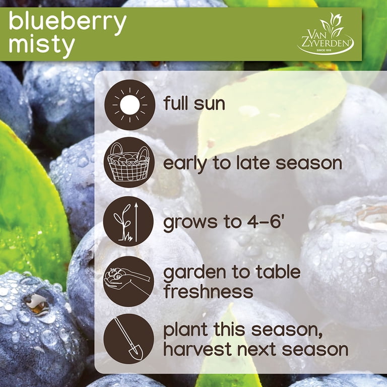 Expert Gardener Blueberry Collection #2 (Set of 2 Dormant Bare