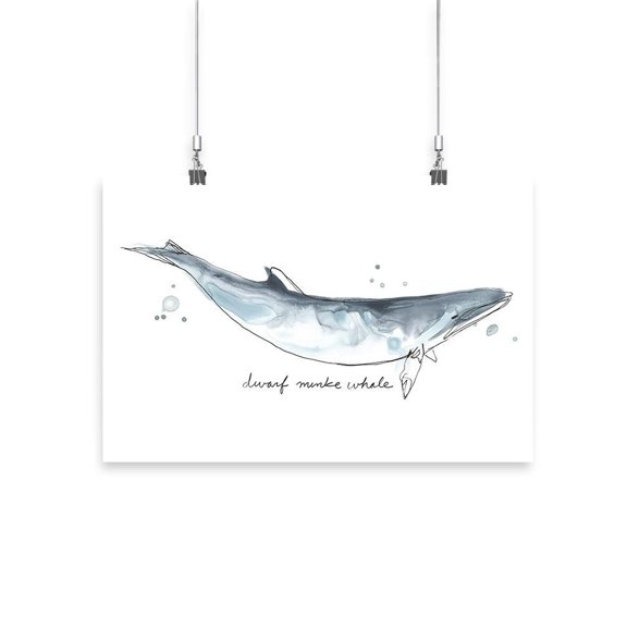 Cetacea Dwarf Minke. Whale Poster - June Erica Vess Designs,