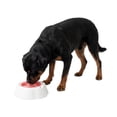 thumbnail image 2 of One Paw, Cooling Dog Bowl, Large, Refreshing, Pink, for Dogs and Cats, 2 of 7