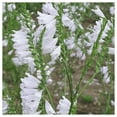 thumbnail image 2 of Everwilde Farms - 1 lb Showy Obedient Plant Native Wildflower Seeds - Gold Vault Bulk Seed Packet, 2 of 2
