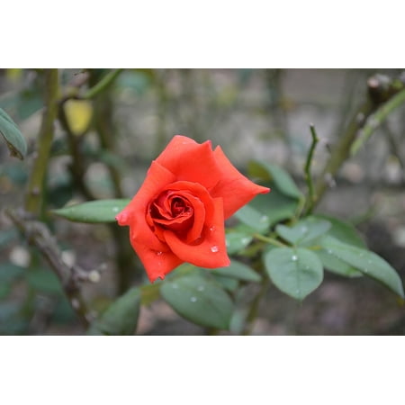 - LAMINATED POSTER Rose Red Flowers Dew Poster Print 24 x 36