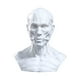 thumbnail image 2 of Cabeza Anatómicamente Molde Cabeza Molde Figura Coleccionable Pintura Referencia, Estatua Escultura Decorativa Cabeza Humana Molde Ornamento, 2 of 8