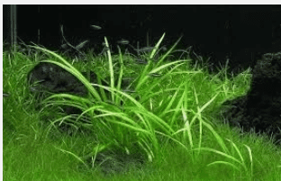 Chain Sword Narrow Leaf – Live Aquarium Plant for Freshwater Tanks