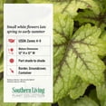 thumbnail image 5 of Southern Living Alabama Sunrise Heucherella Live Perennial in 2.5-Quart Grower Pot, 5 of 11