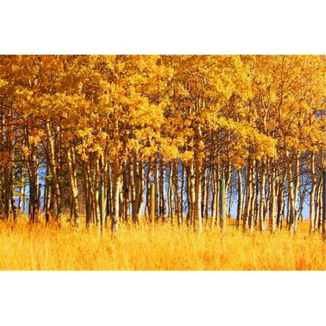 Posterazzi DPI1764054 Arbres en Affiche d'Automne Imprimé par Don Hammond, 17 x 11