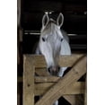 thumbnail image 2 of Williams, Joanne 23x32 White Modern Wood Framed Museum Art Print Titled - USA, Florida Close-up of horse peering over gate, 2 of 4