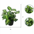 thumbnail image 2 of Pequeña simulación de plantas verdes en macetas, decoración de ventanas del hogar, adornos de flores falsas, plantas suculentas, plantas con flores (pequeño taro inmortal (verde)) JM JM, 2 of 3