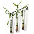 thumbnail image 4 of Couronne Co Campania Wall Vase and Metal Bar Hanger, 15.5 inches tall, 2.7 ounce capacity, Clear, 4 of 7