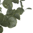 thumbnail image 3 of Bouclair Arbre d'Eucalyptus Vert, 3 of 4