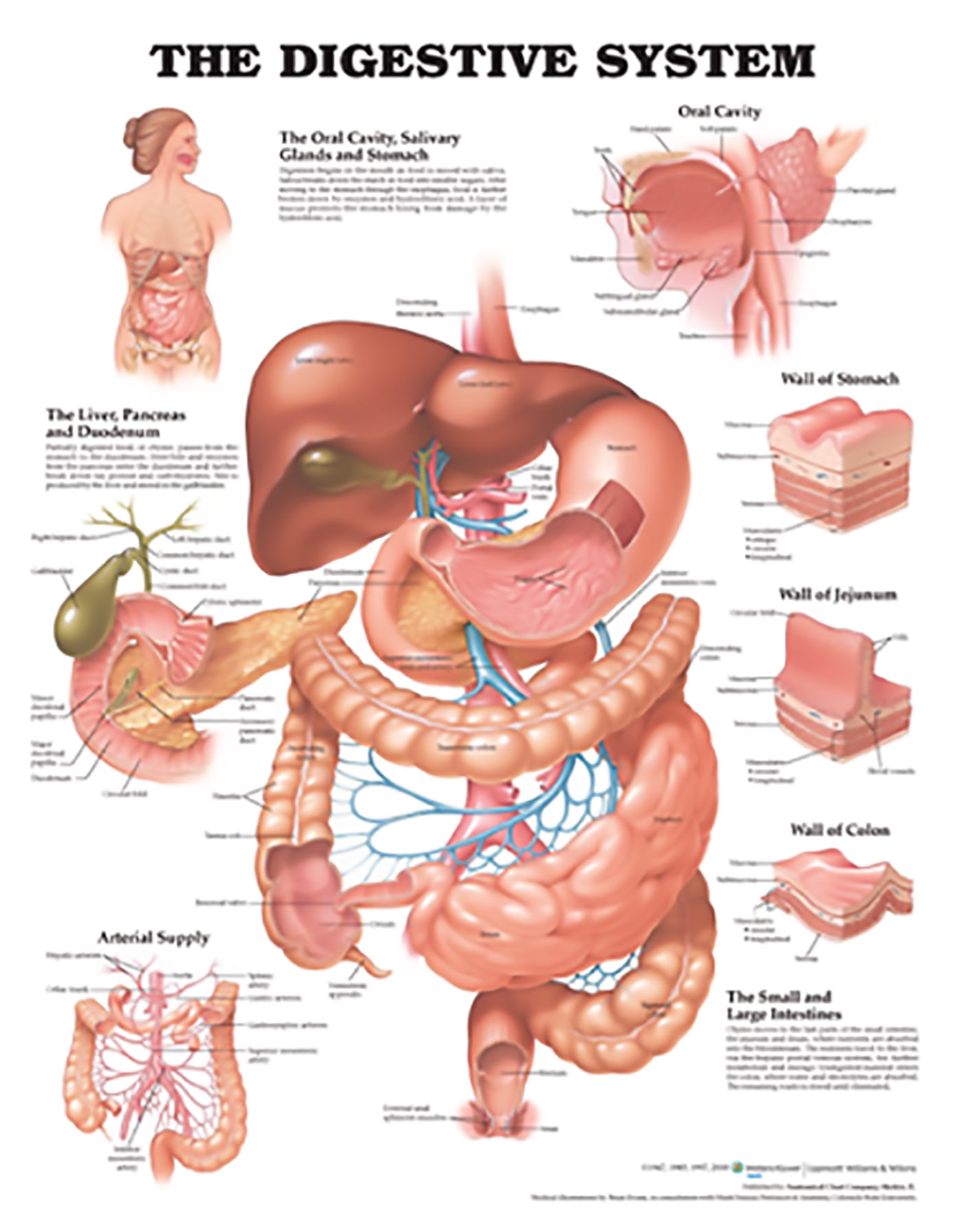 The Digestive System Anatomical Chart - Walmart.com - Walmart.com