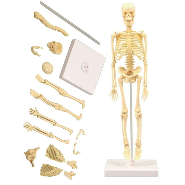 Model Kit de Squelette Humain Réaliste Casse-Tête de Squelette Humain Jouet de Squelette Humain. l'Image Montre un Squelette en Plastique Multicolore Model Kit, Incluant des Pièces Démontées Telles Que Bras, Jambes, Cage Thoracique, Crâne, et une base pour l'Assemblage. le Squelette Assemblé Se Tient sur une base Blanche et Mesure 10,5 x 10,5 x 35 cm (4,13 x 4,13 x 13,78 Pouces). Ce Jouet Éducatif STIM Est Conçu pour Aider les Enfants à Apprendre