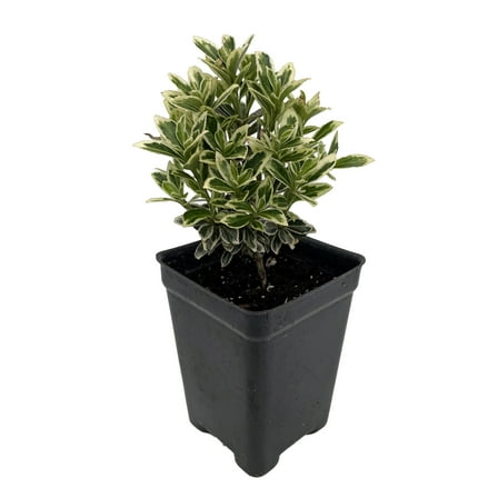 Mini Variegated Euonymus Plant - Very Easy Houseplant- 2.5" Pot