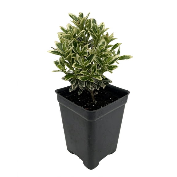 Mini Variegated Euonymus Plant - Very Easy Houseplant- 2.5" Pot