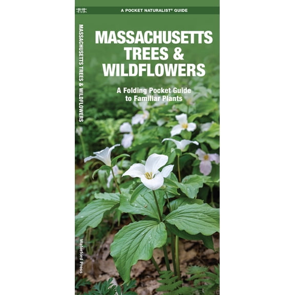 Wildlife and Nature Identification: Massachusetts Trees & Wildflowers : A Folding Pocket Guide to Familiar Plants (Other)