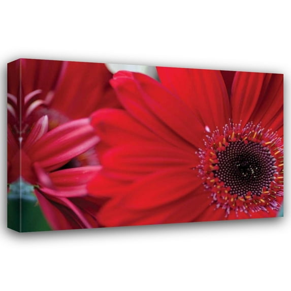 Erin Berzel 32x23 Gallery Wrapped Canvas Wall Art Titled - Red Gerbera Close-up