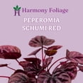thumbnail image 2 of Red Peperomia caperata, Red Emerald Ripple, Frost, Platinum, in a 2 inch Pot Tiny Mini Pixie Plant, 2 of 8