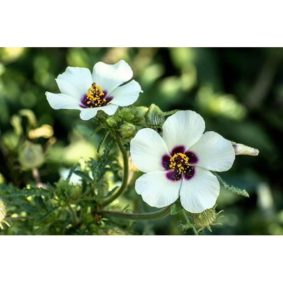 10 SIMPLY LOVE HIBISCUS (Flower of the Hour / Baldder Hibiscus) Hibiscus Trionum Flower Seeds