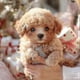 thumbnail image 3 of 2025 New Robot Dog for Adults, AI Robotic Dog, Nicoo - My Realistic Robot Puppy That Acts Like a Real Puppy - Walking, Barking, Tail Wagging Cs, 3 of 5