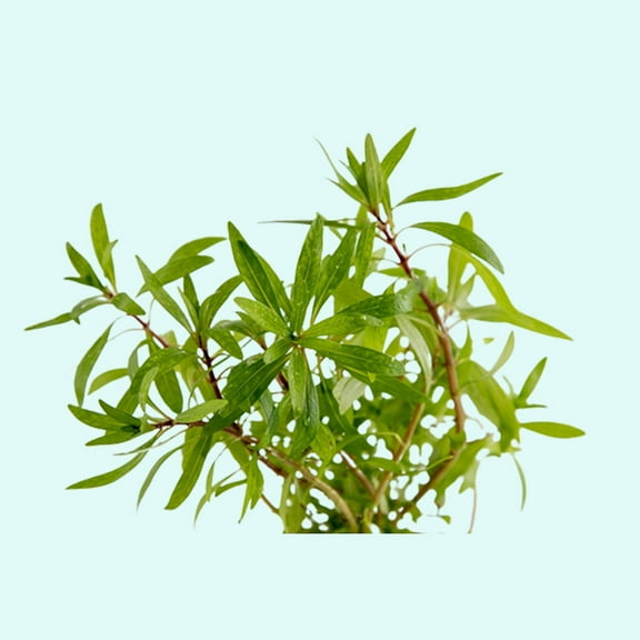 Ludwigia Inclinata "Cuba" Bunch (3-5 Stems) Live Aquarium Plants BUY2 GET1 FREE