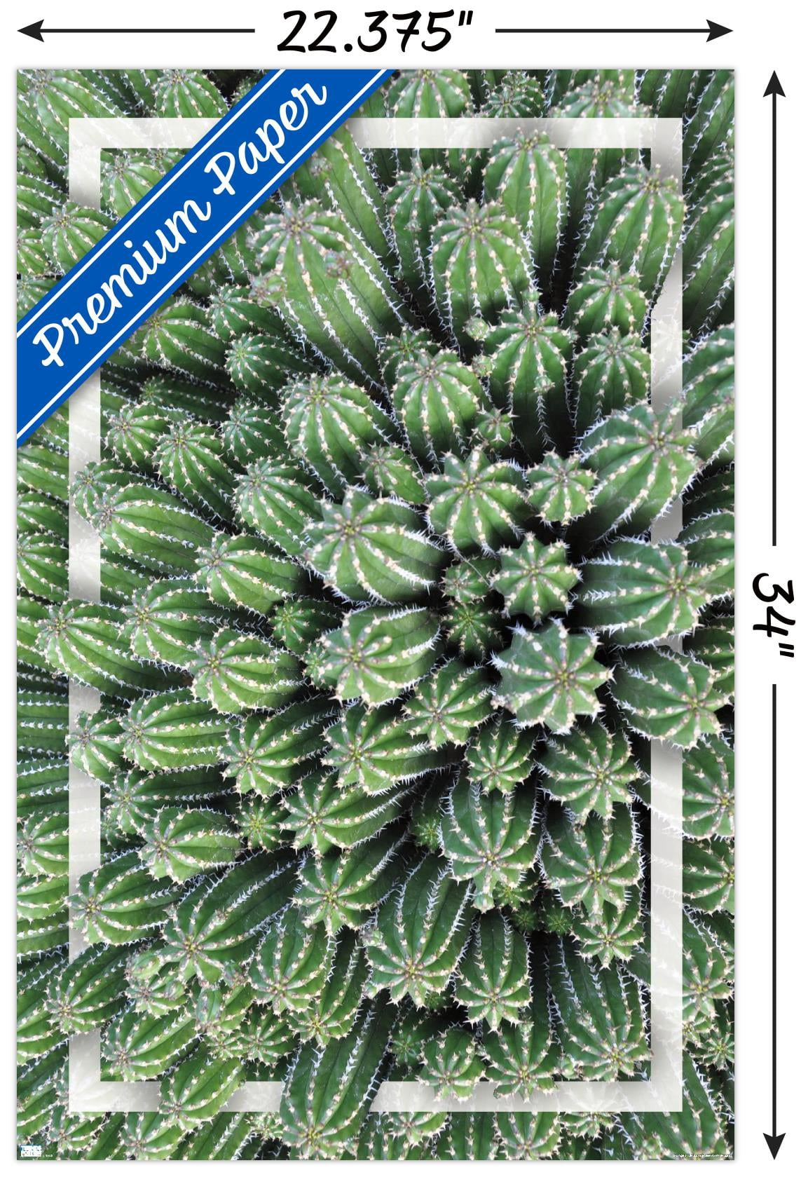 Cactus - Group Wall Poster, 22.375" x 34"