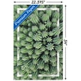 thumbnail image 3 of Cactus - Group Wall Poster, 22.375" x 34", 3 of 5