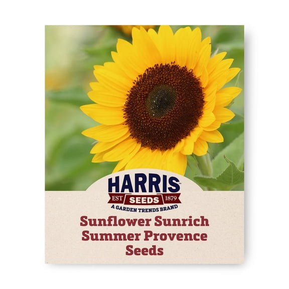 Harris Seeds Sunflower Sunrich Summer Provence F1, Early Blooming Pollen-Free Cut Flower Variety, 250 Count