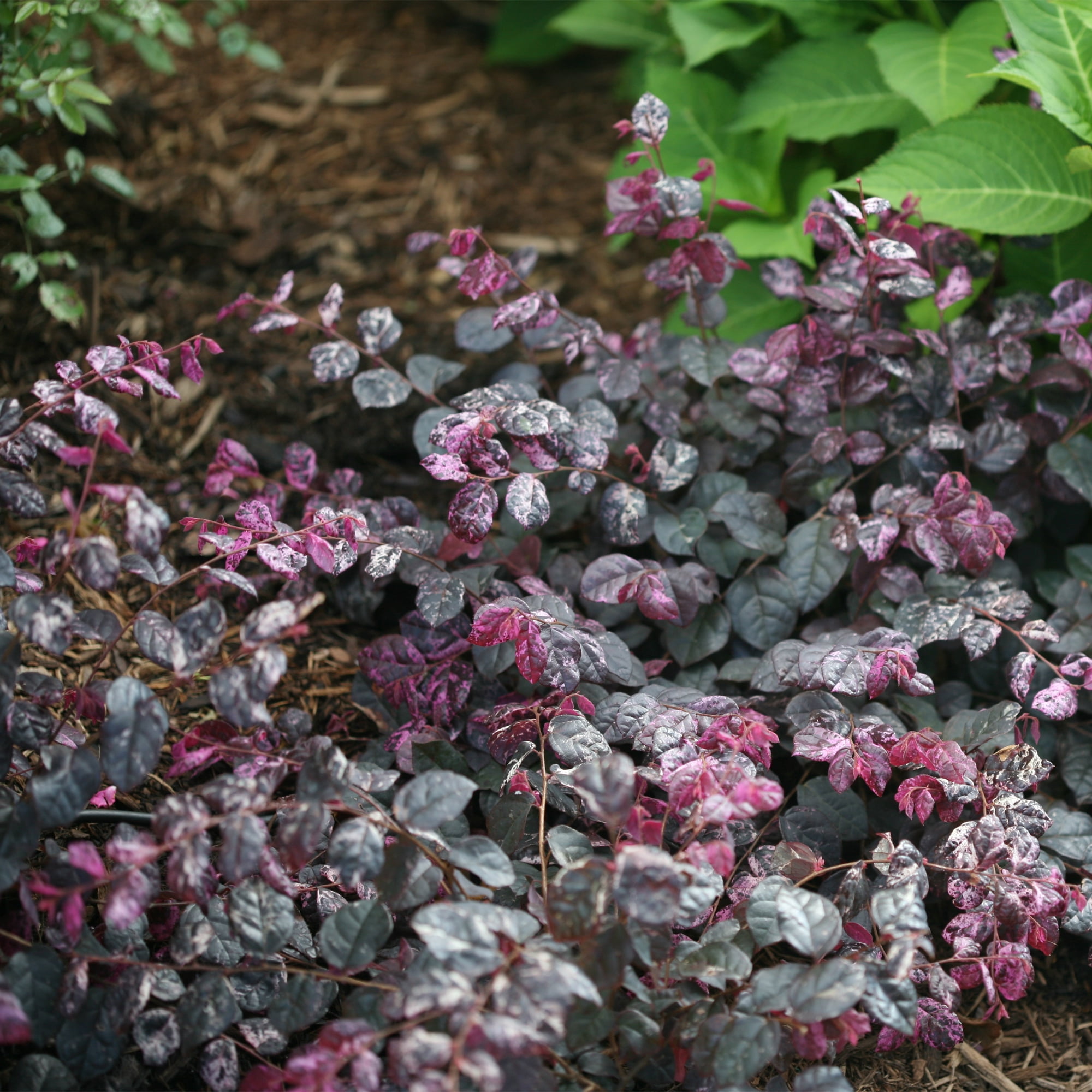 Proven Winners ColorChoice Jazz Hands Loropetalum Live Shrub (2 Gallon)