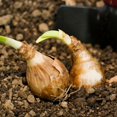 thumbnail image 6 of Daffodil, Low Maintenance - Easy Grow - Ideal for Beds Borders, Plant Pots & Planters, 6 of 7