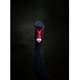 thumbnail image 2 of Tennant, Julie 19x24 White Modern Wood Framed Museum Art Print Titled - Portrait Of A Black Swan, 2 of 4