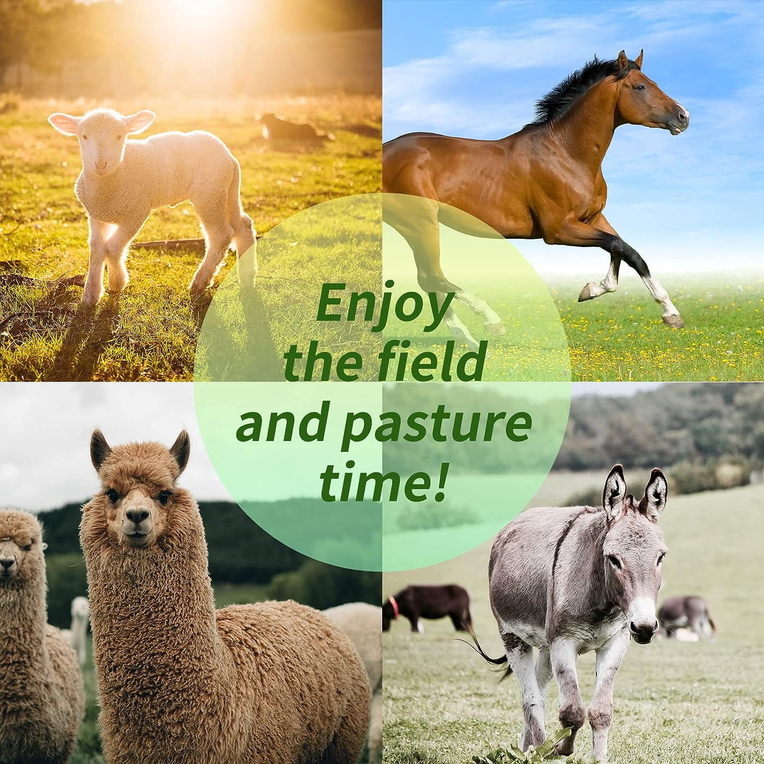 17 Inch Horse Play Balls Anti-Burst Herding Ball for Horse Mega Equine Ball for Play Training Horses Soccer Balls