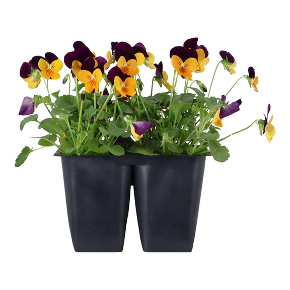 Expert Gardener 6" Orange Purple Viola Live Plants in 3" Grower Pot Partial Sun 4 Pack
