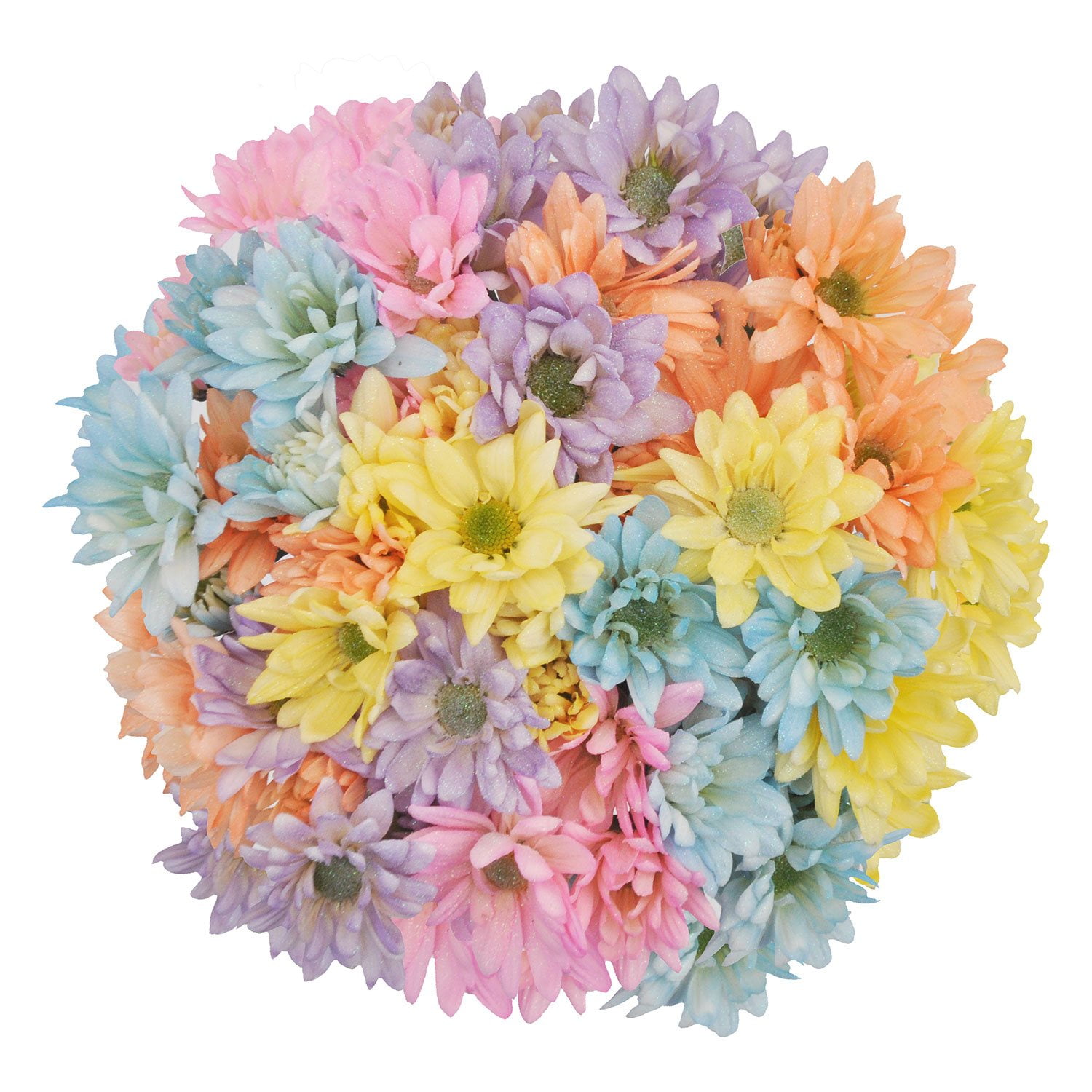 Pompom さん Pompon Painted Sand (60 Stems) - Samsclub.com