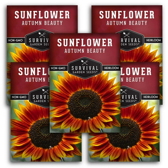 5 Packs Autumn Beauty Sunflower Seed - Heirloom Full Sun Annual Flower