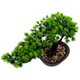 thumbnail image 5 of Árbol de bonsái artificial, planta realista, bonsái en maceta, adorno de bonsái de pino en maceta, 5 of 5