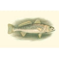 thumbnail image 2 of Unknown 18x13 Black Ornate Wood Framed with Double Matting Museum Art Print Titled - River Trout IV, 2 of 4