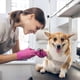 thumbnail image 5 of Cortauñas para perros con protector, cortauñas para mascotas de razas grandes, medianas y pequeñas, 5 of 7