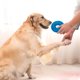thumbnail image 4 of Anillo chirriante con púas para cachorros que muerden, para el aburrimiento, anillo de entrenamiento interactivo para perros pequeños, medianos y grandes, para exteriores, 4 of 4