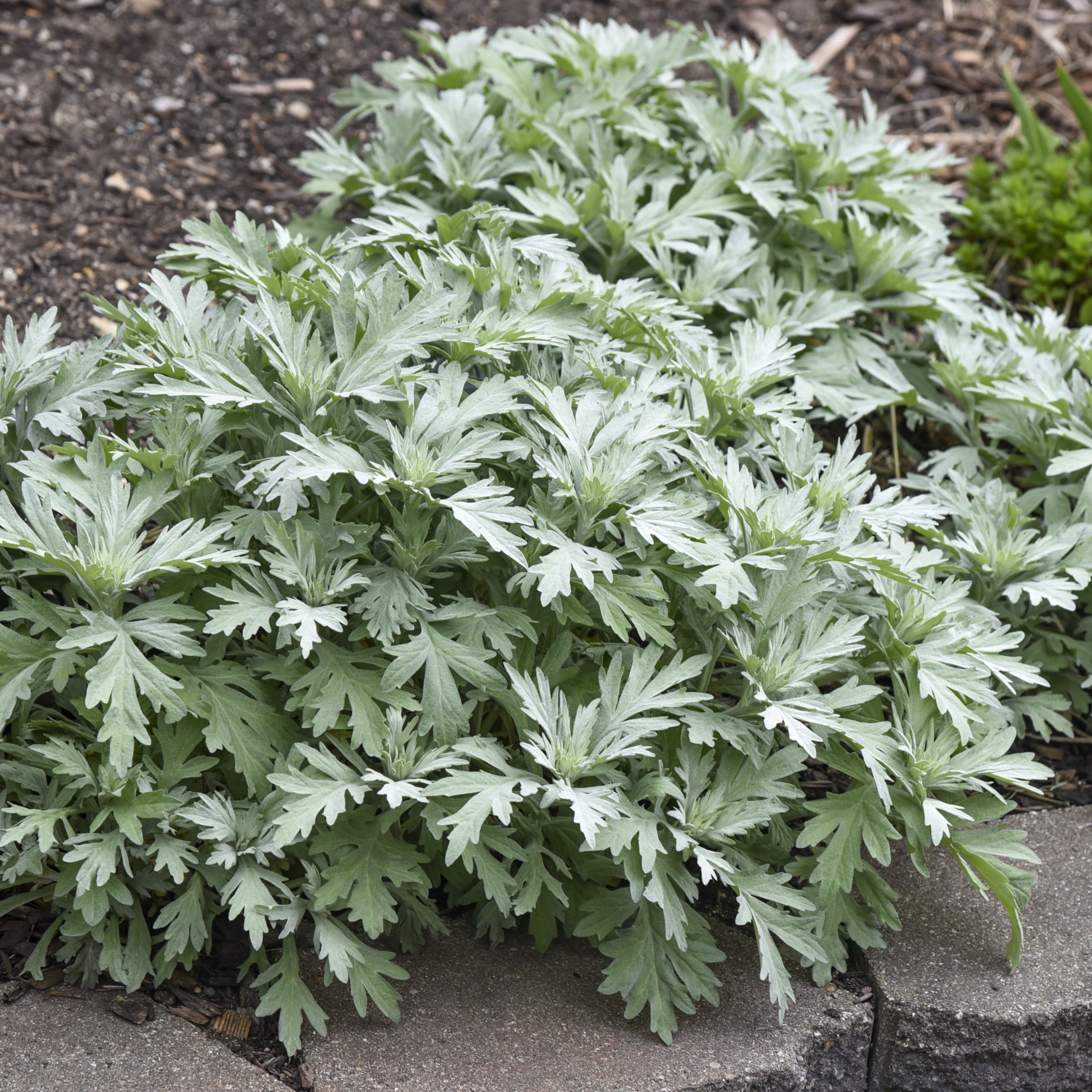 Proven Winners 6" Gray 'Silver Lining' White Sagebrush Live Plant in 6.5" Pot