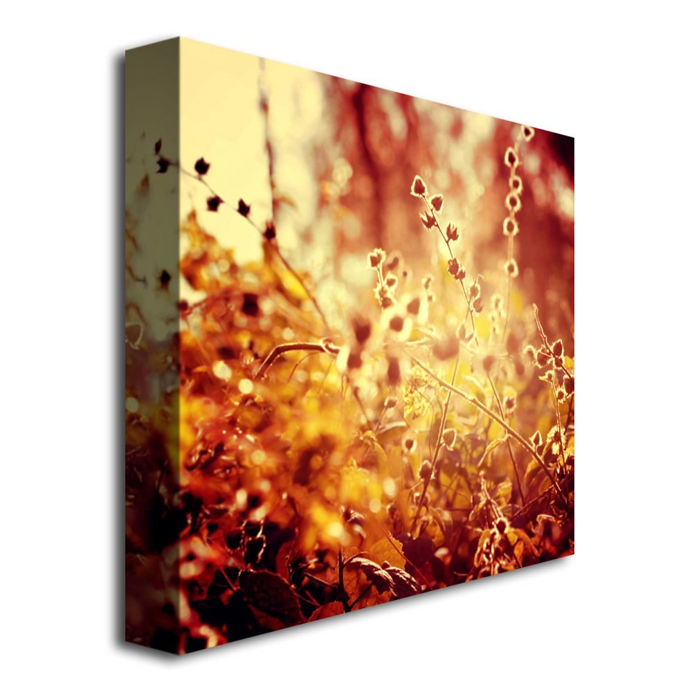 Trademark Fine Art "Sunset in my Garden" Canvas Art by Beata Czyzowska