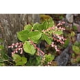 thumbnail image 3 of 40 Graines d'Arbustes de Fruits Bleus de Fleurs Roses de Baie de Gaultheria, 3 of 3