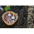 thumbnail image 3 of Music Hardneck Garlic - 2 Jumbo Bulbs, 3 of 4